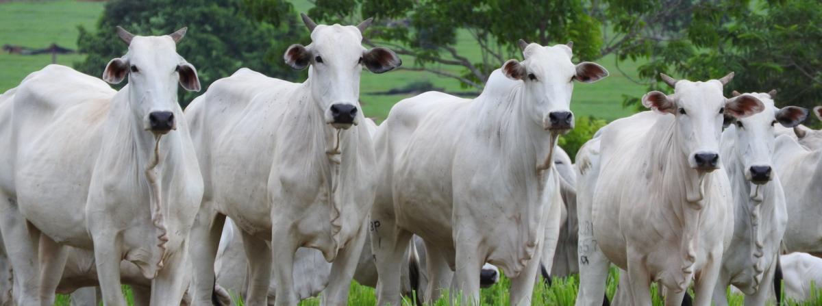 White Cattle Herd in Brazil
